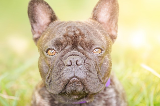 Portrait of a young dog of the French bulldog breed with brindle color Cool dog