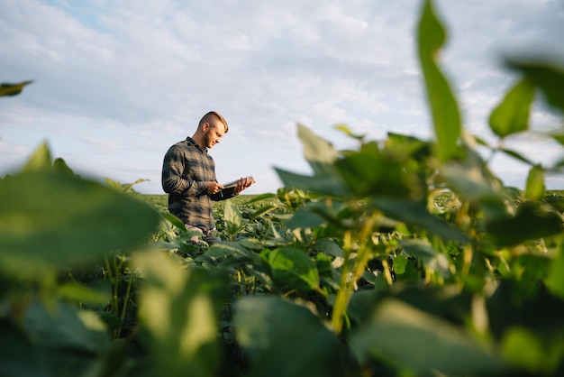 Portrait of young farmer standing in soybean field.