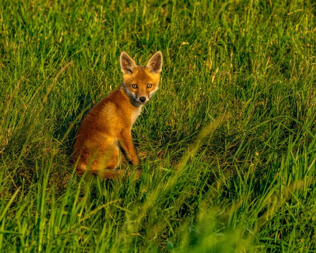 Portrait of young fox on field