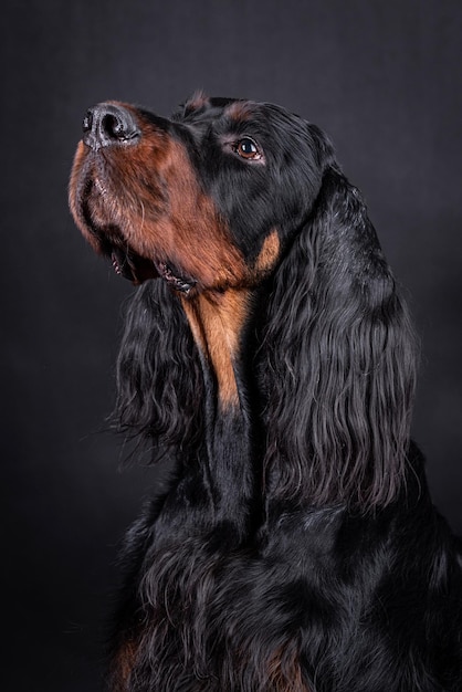 Photo the portrait of young gordon setter dog