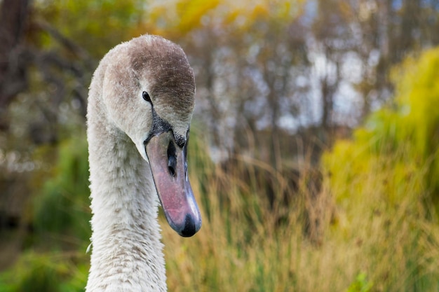Portrait of a young gray swan on the park background