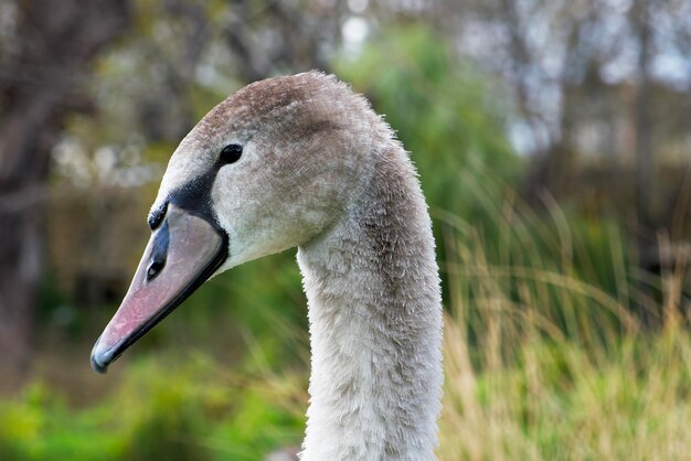 portrait of a young gray swan on the park background