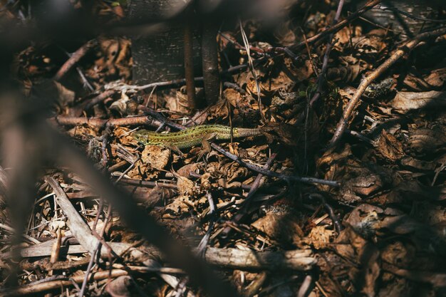 Portrait of a a young green sand lizard enjoys the evening sun on some spring sun on the grass