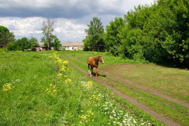 Portrait of a young horse on green background