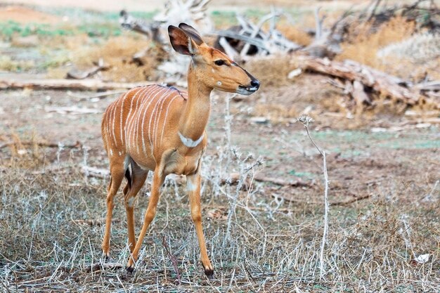 portrait of a young large antelope