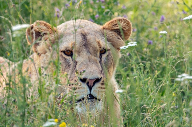 Portrait of a young lioness in the grass.Close-up...