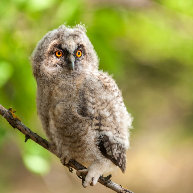 Portrait of a young long-eared owl Asio otus