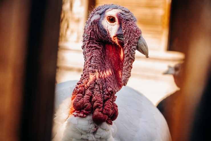 Photo portrait of a young male gobbler with a big red wart-shaped growth over a wooden fence on a bird farm