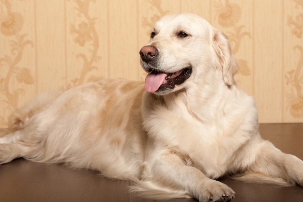 Portrait of a young male Labrador Retriever