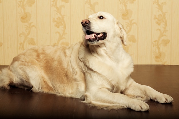 若い男性のラブラドル・レトリーバー犬の肖像画