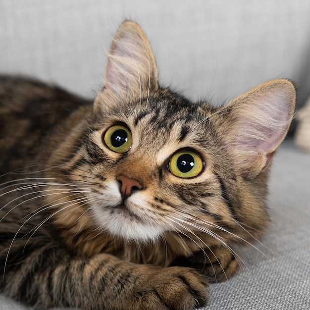 Portrait of a young oneyearold domestic cat looking away