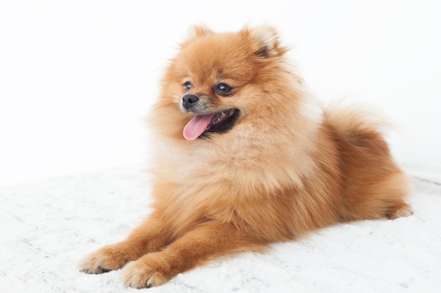 침대에 앉아 있는 젊은 오렌지 포메라니안 스피츠의 초상화