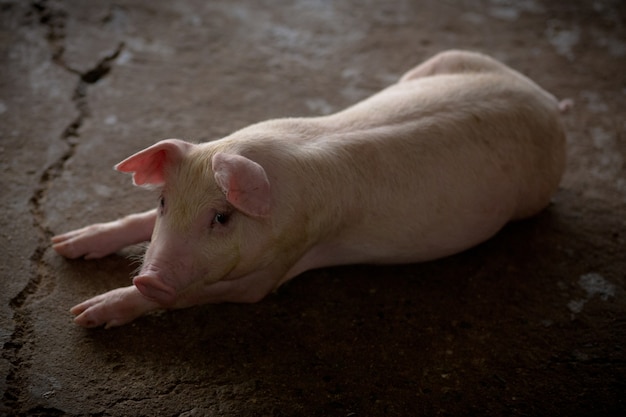 Portrait of young pig