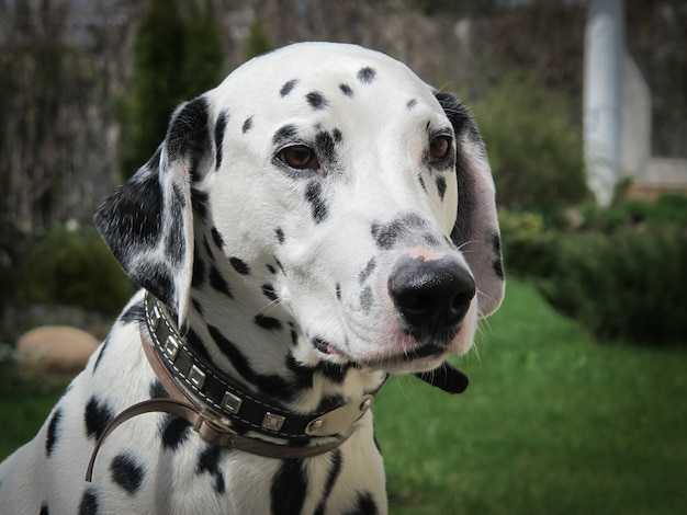 Il ritratto di giovane dalmata di razza nel giardino