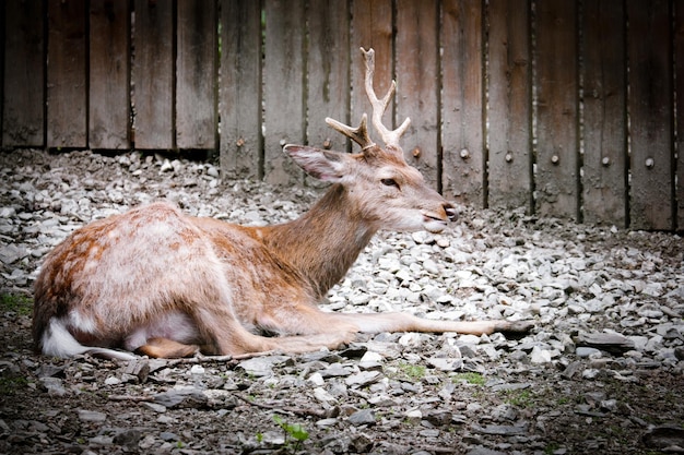 Portrait of young roe deer lying on ground Animal theme