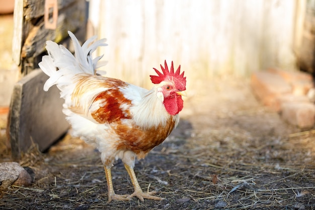 Portrait of a young rooster walking in a rural yard on a sunny day
