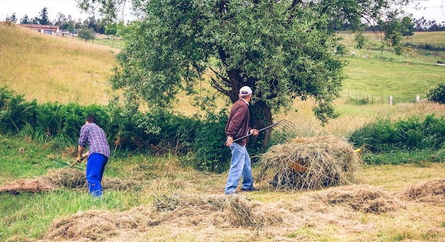 Portrait of young and senior man working hard raking dry hay on a field