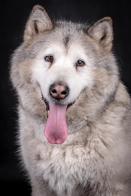 the Portrait of the young Siberian Husky dog, Malamut silhouette