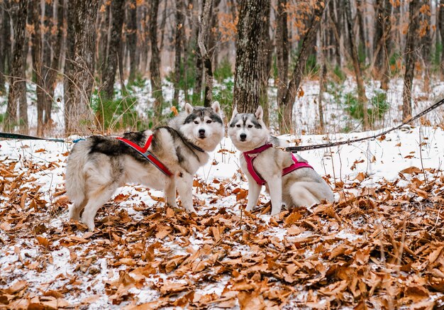 Portrait of young siberian husky dogs together