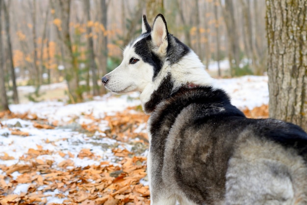 Portrait of young siberian husky looking away