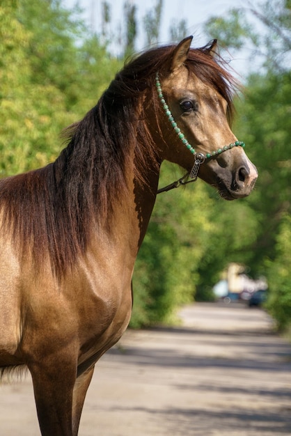 Portrait of a young sootybuckskin horse of the Welsh pony breed