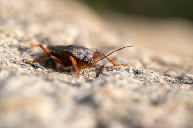 Портрет молодого вонючего жука, отдыхающего на солнце