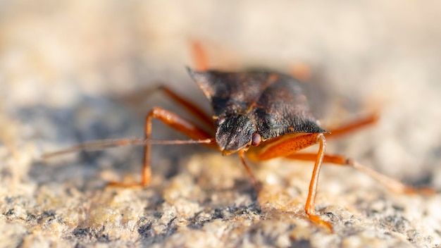 Portrait of a young stink bug resting on the sun