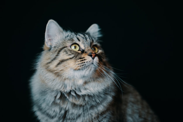 Portrait of a young striped fluffy cat in the dark