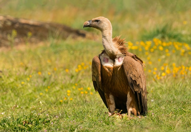 Portrait of a young vulture 