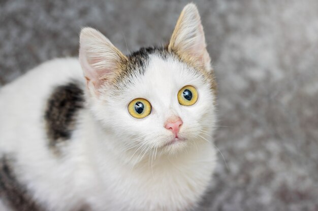 Portrait of a young white cat, who looks closely at the top, close-up