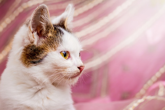 Portrait of young white cat with spots in profile close-up