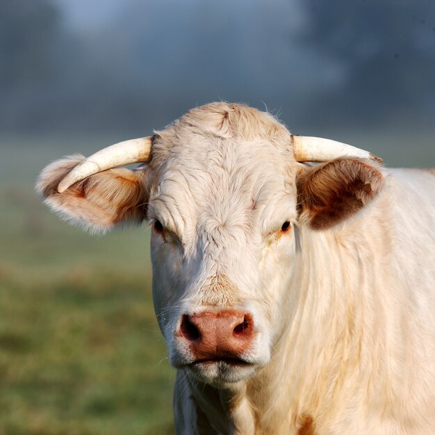 Portrait of young white cow on green meadow