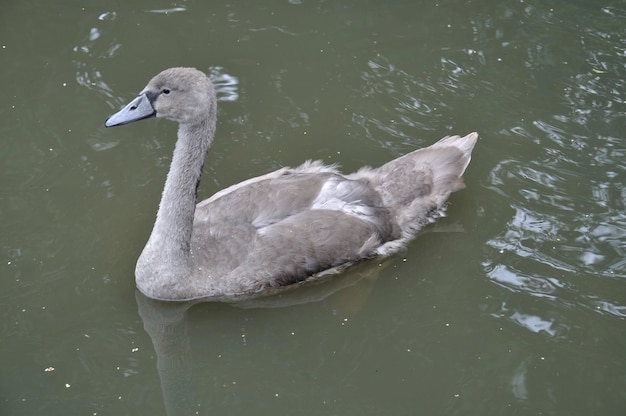 Portrait of a young white swan