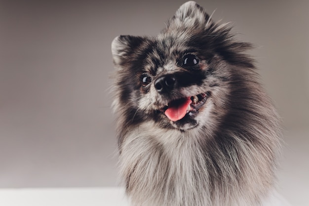 Portrait of a young wolf spitz shot in studio