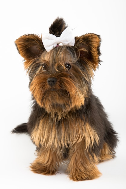 Portrait of the young Yorkshire Terrier