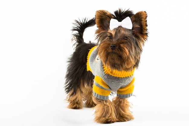 Photo portrait of the young yorkshire terrier