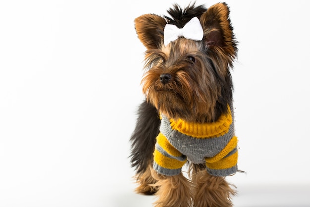 Photo portrait of the young yorkshire terrier