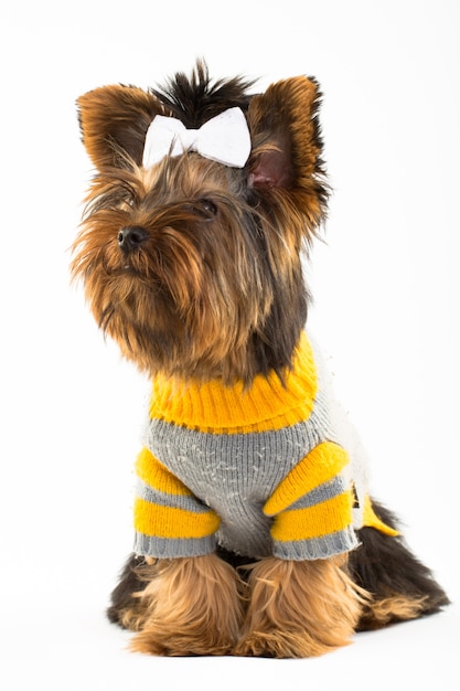 Portrait of the young Yorkshire Terrier