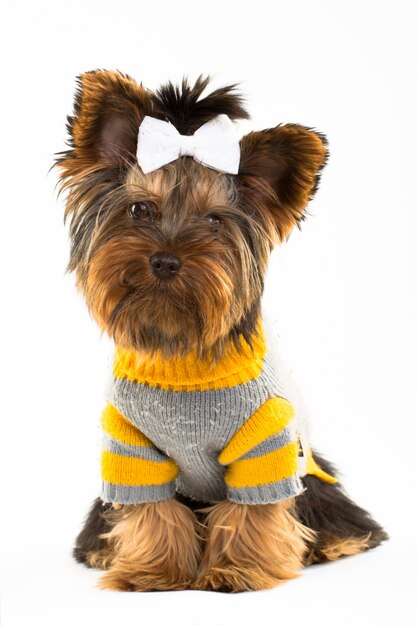 Portrait of the young Yorkshire Terrier