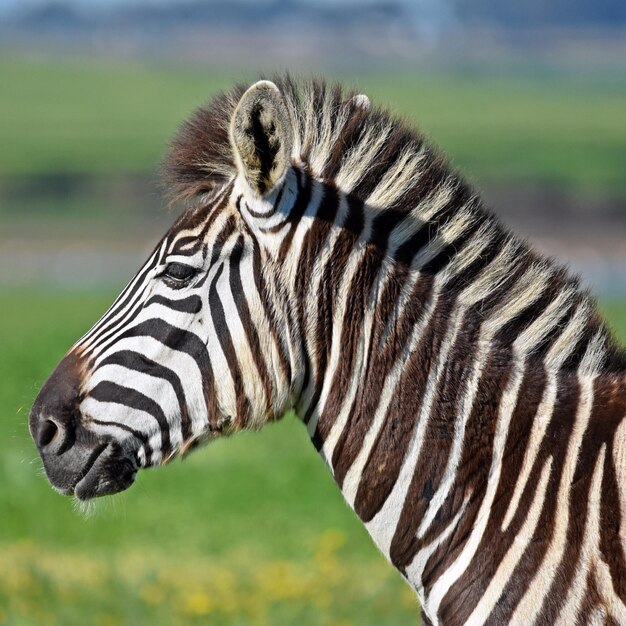 a Portrait of a young Zebra