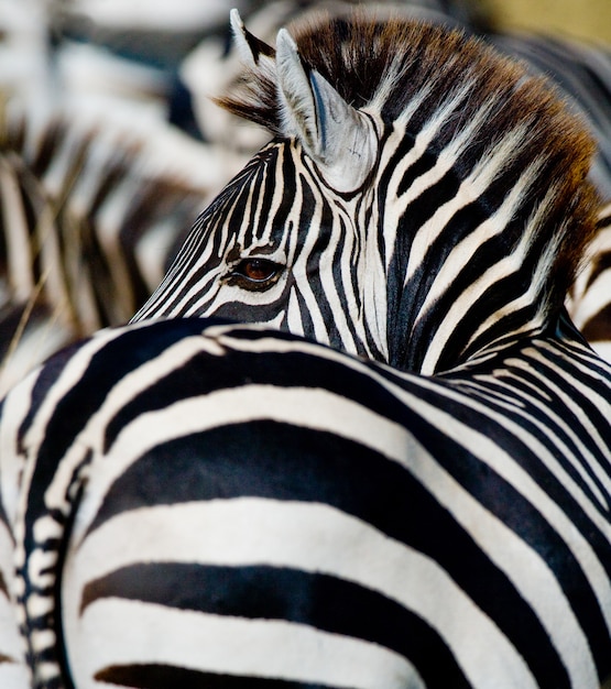 Portrait of a zebra. Close-up. Kenya. Tanzania. National Park. Serengeti. Maasai Mara.