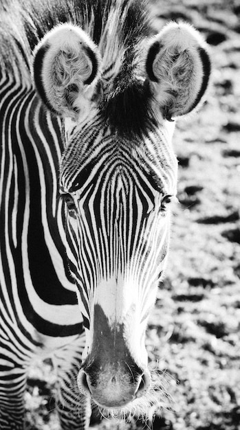 Foto ritratto di zebra sul campo