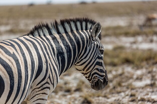 Portrait of a zebra in namibia