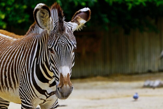 Photo portrait of zebra standing on field