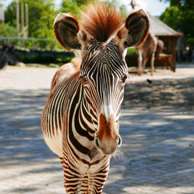 Photo portrait of zebra in zoo