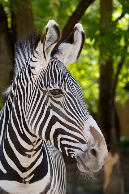 Portrait of zebra in a zoo