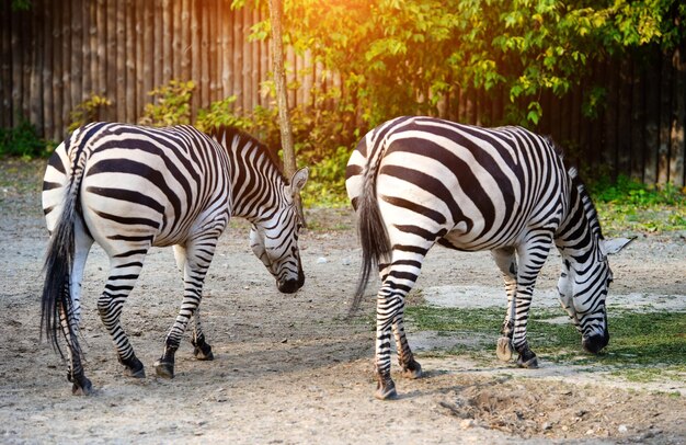 Foto ritratto di una zebra