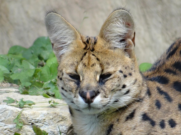 動物園の肖像画