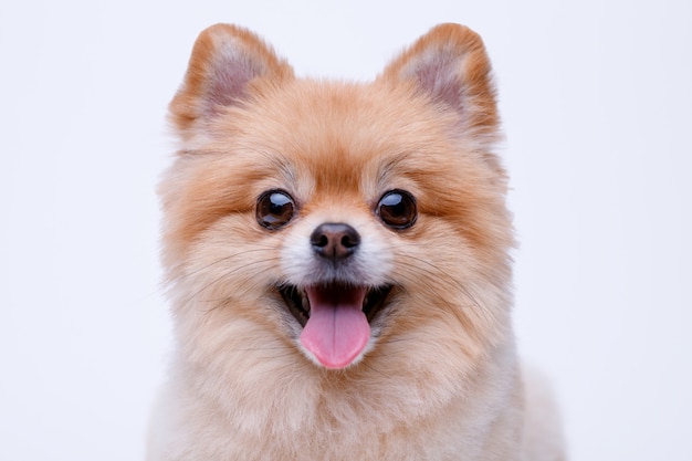 Photo portraite of cute fluffy puppy of pomeranian spitz. little dog on white