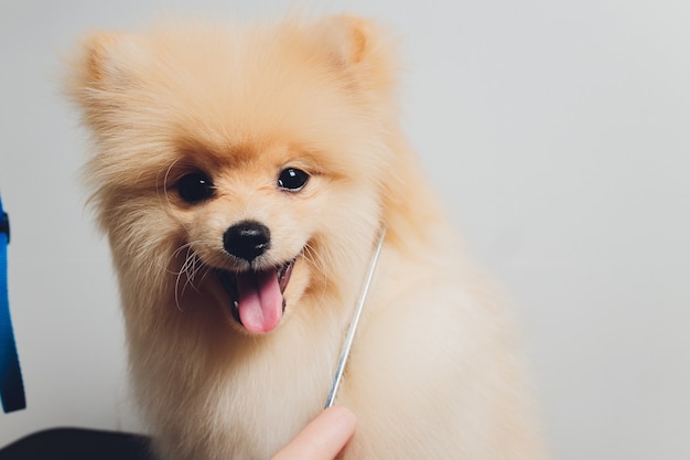 Portraite of cute fluffy puppy of pomeranian spitz. Little smiling dog on white